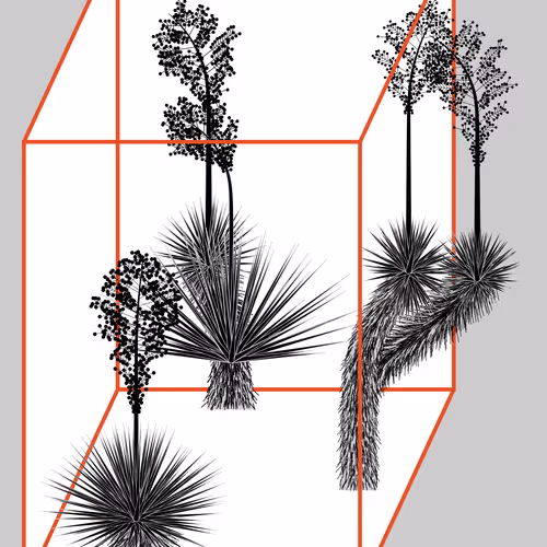 Marfa Yucca By Daniel Calderon Arenas
