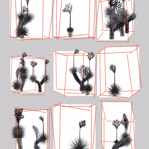 Marfa Yucca By Daniel Calderon Arenas