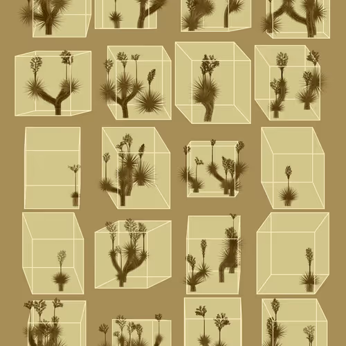 Marfa Yucca #129