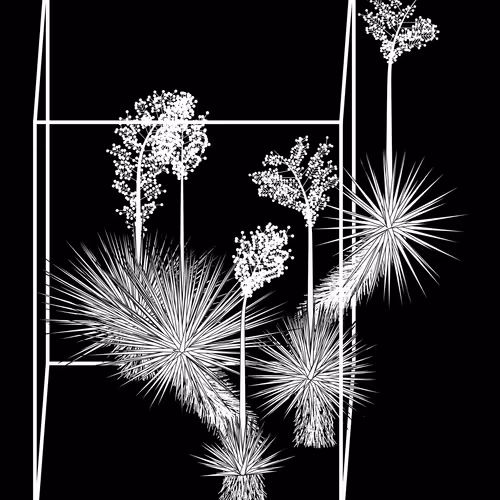 Marfa Yucca #317