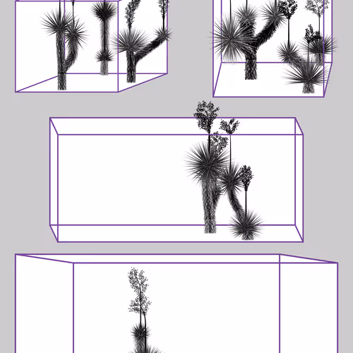 Marfa Yucca By Daniel Calderon Arenas