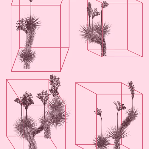 Marfa Yucca By Daniel Calderon Arenas