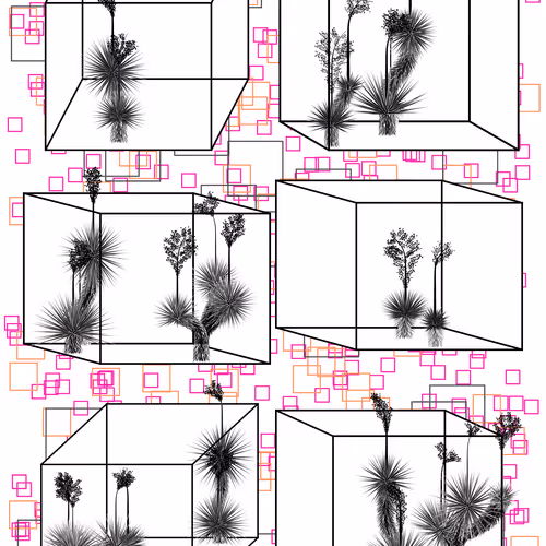 Marfa Yucca By Daniel Calderon Arenas
