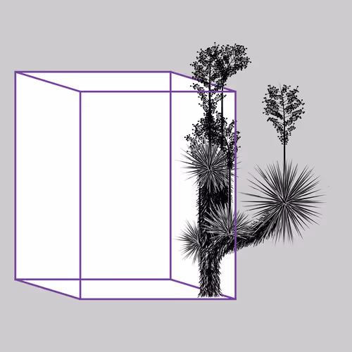 Marfa Yucca #327