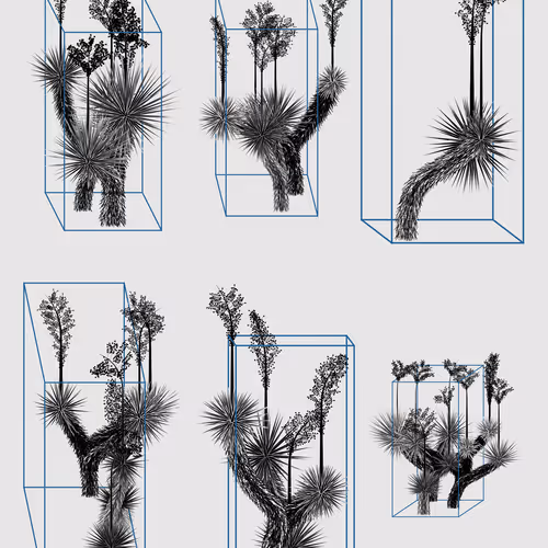Marfa Yucca By Daniel Calderon Arenas