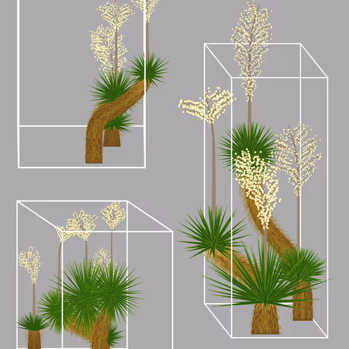 Marfa Yucca By Daniel Calderon Arenas
