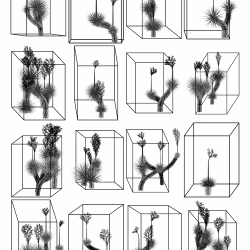 Marfa Yucca #150