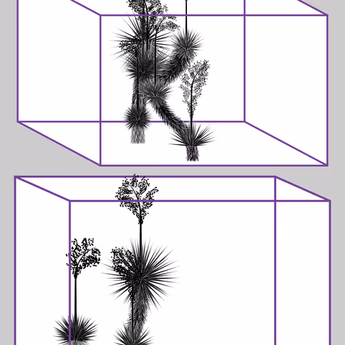 Marfa Yucca By Daniel Calderon Arenas