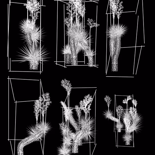 Marfa Yucca #250