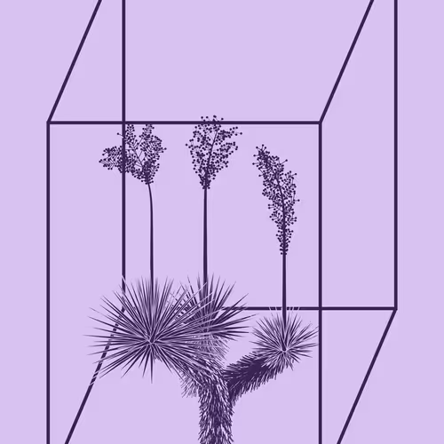 Marfa Yucca By Daniel Calderon Arenas