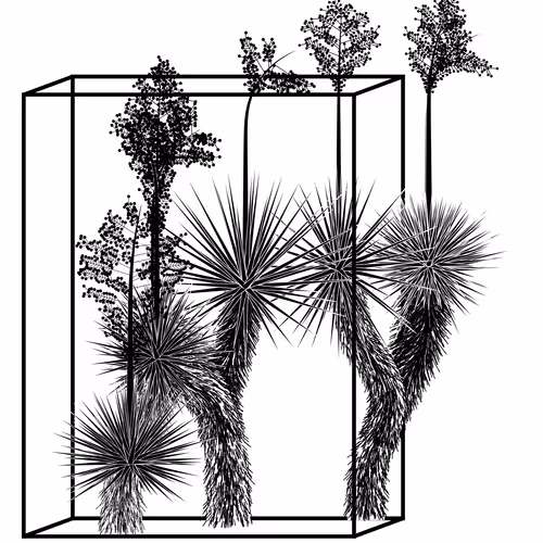 Marfa Yucca By Daniel Calderon Arenas