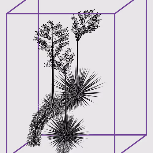Marfa Yucca By Daniel Calderon Arenas