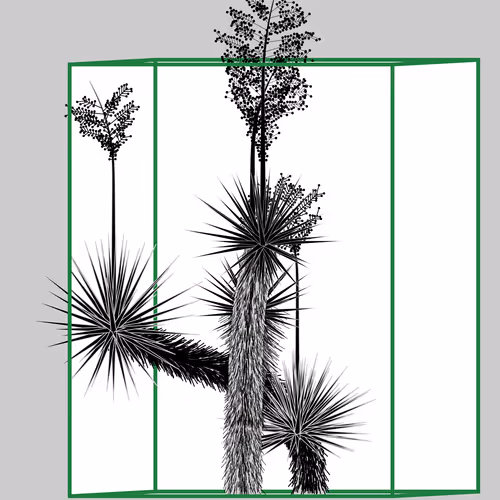 Marfa Yucca By Daniel Calderon Arenas