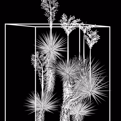 Marfa Yucca By Daniel Calderon Arenas