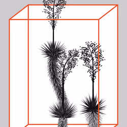 Marfa Yucca #4
