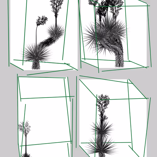 Marfa Yucca By Daniel Calderon Arenas