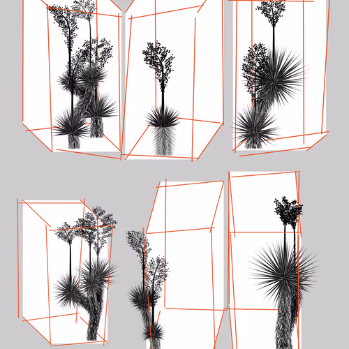 Marfa Yucca #78