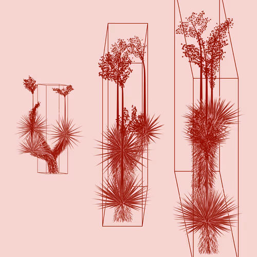 Marfa Yucca By Daniel Calderon Arenas
