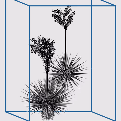 Marfa Yucca #17