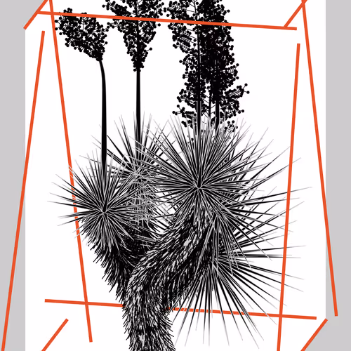 Marfa Yucca By Daniel Calderon Arenas