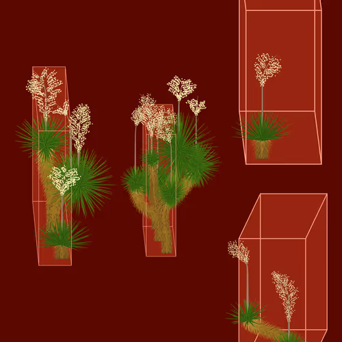 Marfa Yucca By Daniel Calderon Arenas