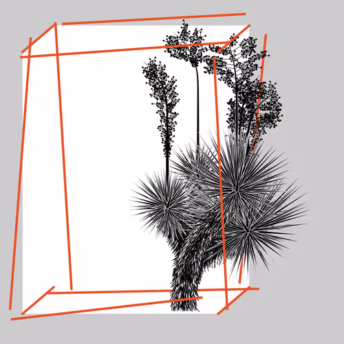 Marfa Yucca By Daniel Calderon Arenas
