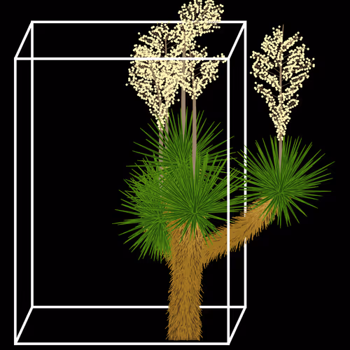 Marfa Yucca By Daniel Calderon Arenas