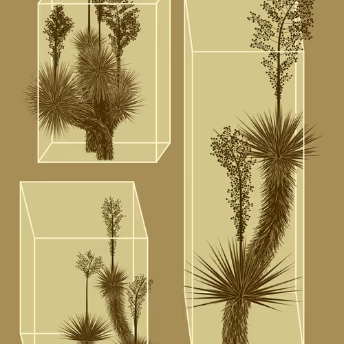 Marfa Yucca By Daniel Calderon Arenas