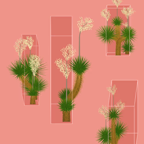 Marfa Yucca #270