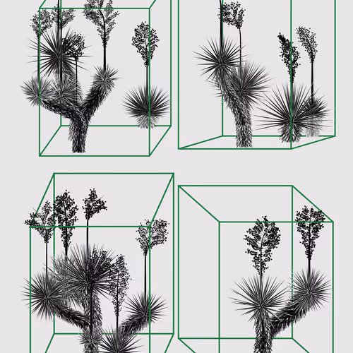 Marfa Yucca #196