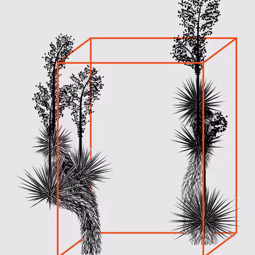Marfa Yucca By Daniel Calderon Arenas