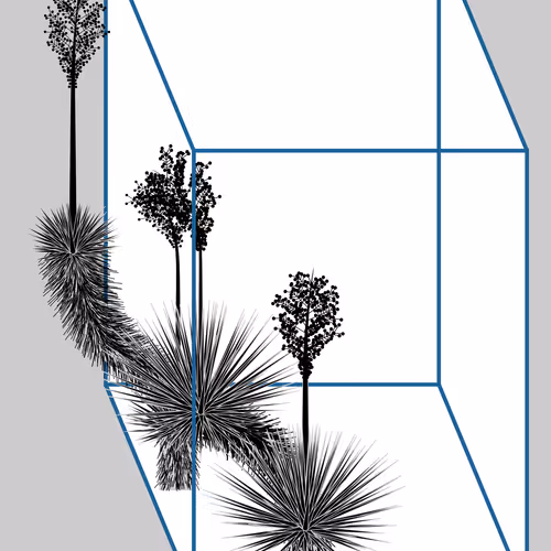 Marfa Yucca By Daniel Calderon Arenas