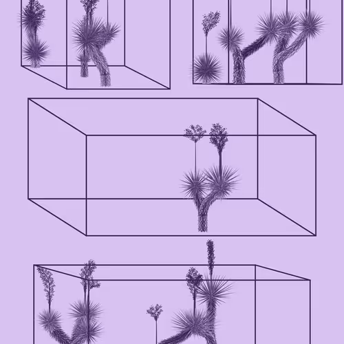 Marfa Yucca By Daniel Calderon Arenas