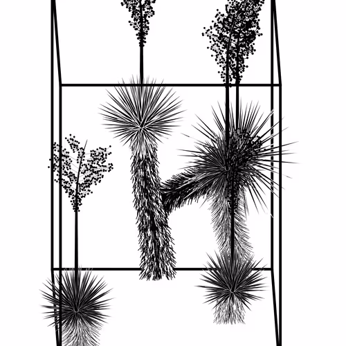 Marfa Yucca By Daniel Calderon Arenas