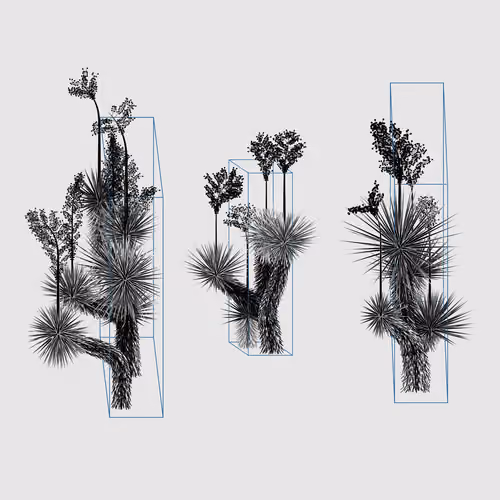 Marfa Yucca #192
