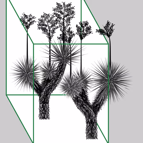 Marfa Yucca By Daniel Calderon Arenas