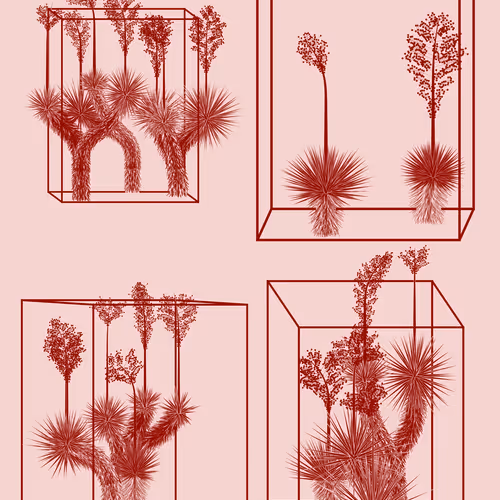 Marfa Yucca By Daniel Calderon Arenas