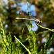 Lensmagic