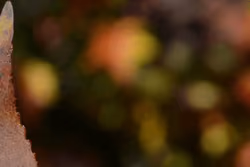 autumn #48