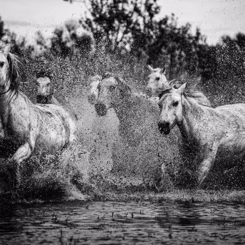 The Free Spirited Gallop