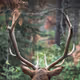 Scobel - Wildlife
