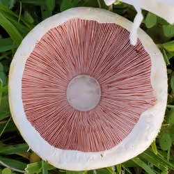 Mushroom life
