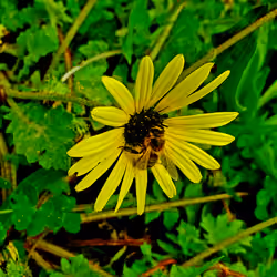 Bee on dandelion