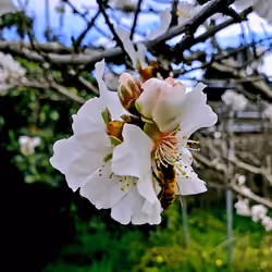 Bee on white blossom