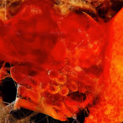 Machine Hallucinations — Coral — Emergence