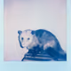 Possum Player