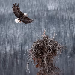 Perseverance