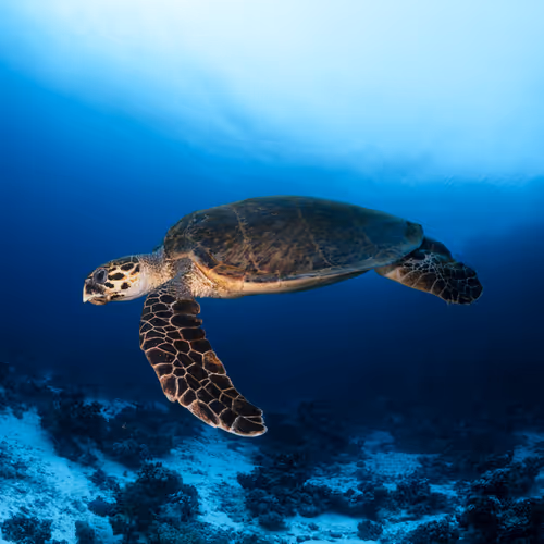 A Hawksbill Turtle By Lucid Creationz Ltd