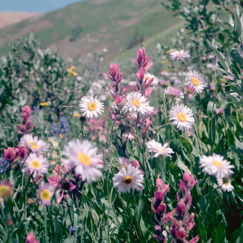 Spring Porn