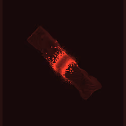 Keepsakes - Long Form #161